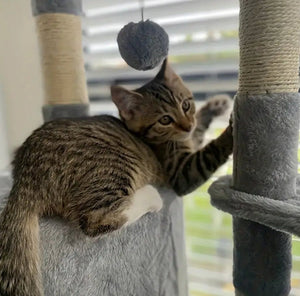 Large Cat Tree with Scratching Posts, Toys, Viewing Platforms and Cosy Bed-Furbaby Friends Gifts